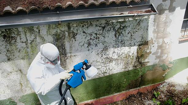 Top rated local Black Mold Remediation specialists in Media, PA